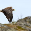 Orel morsky - Haliaeetus albicilla - White-tailed Eagle 7830